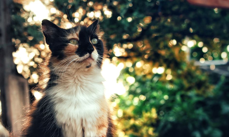 Warrior Cats Inspired Role Playing Experience Small Online Class For Ages 10 14 Outschool