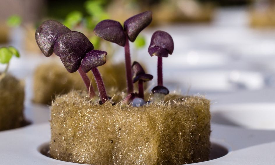 Hydroponics And Aquaponics 101 Grow Your Own Food Without Soil Small Online Class For Ages 13 18 Outschool