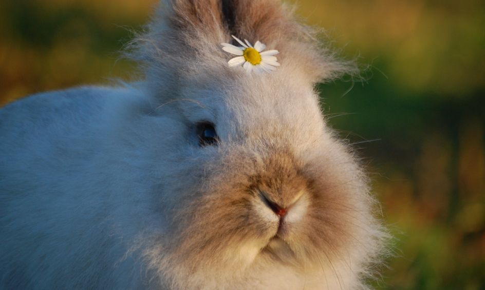 Beautiful Bunnies How To Care For A Pet Rabbit Small Online
