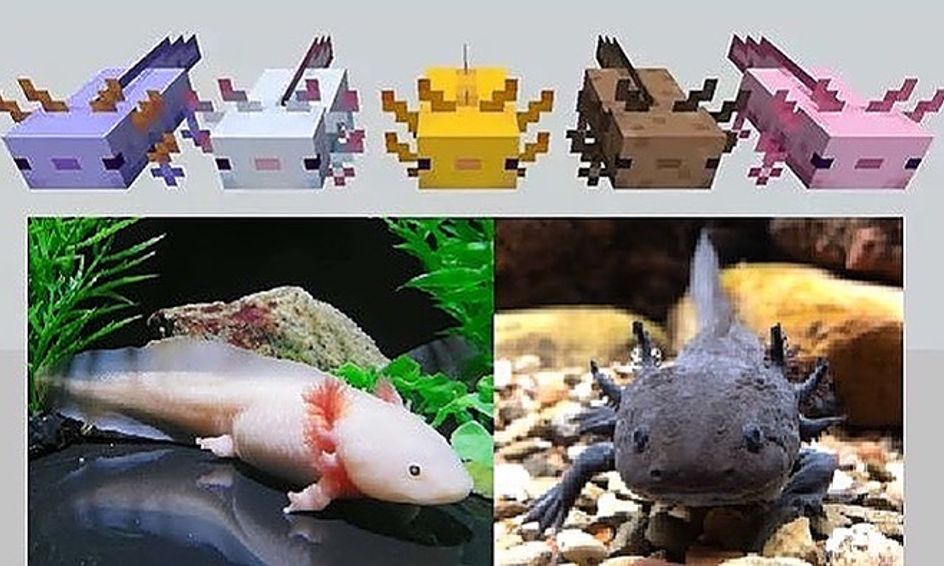 Zoology Of Minecraft Amazing Axolotls Ages 7 12 Small Online Class For Ages 7 12 Outschool