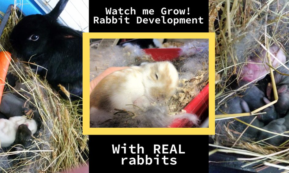 watch me grow rabbit development with real rabbits birth 4 weeks ages 4 6 small online class for ages 4 6