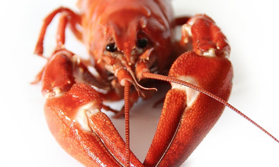 Intermediate Crayfish Dissection Small Online Class For Ages 10 14 Outschool