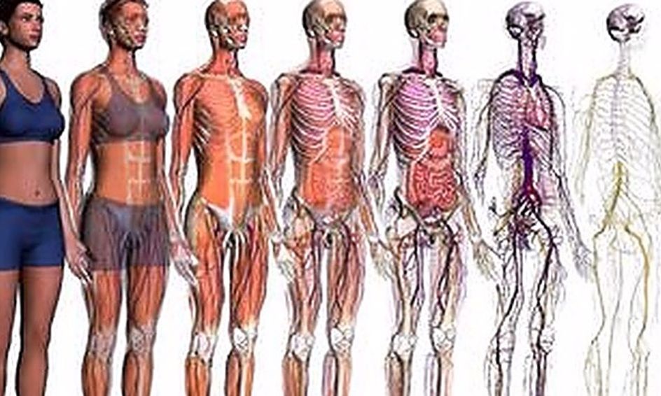Human Anatomy And Physiology Flex Class Part 1 Of 2 Small