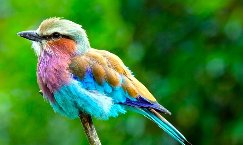 the most colorful birds in the world small online class for ages 8 13 outschool the most colorful birds in the world small online class for ages 8 13