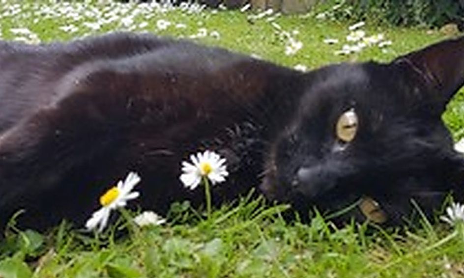 Warrior Cats Conversations Small Online Class For Ages 9 13
