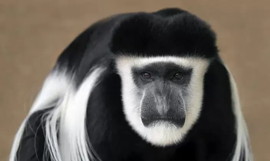 All About Weird But Cool Animals Unique Animals From Around The World Small Online Class For Ages 4 9 Outschool