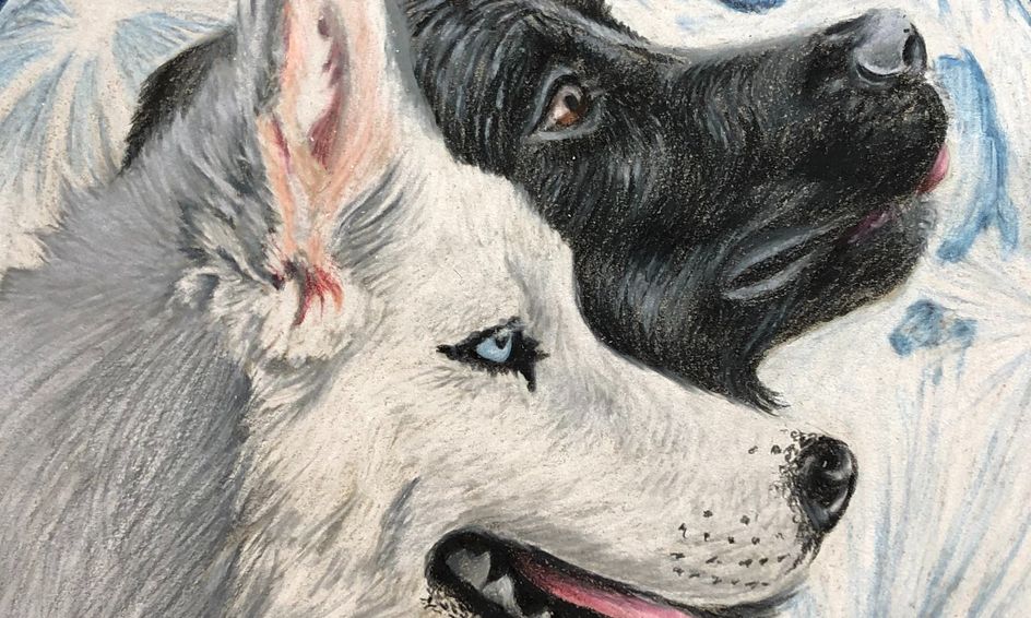 Drawing With Colored Pencils Black White Fur Project Flex Class Small Online Class For Ages 12 17 Outschool I show my exact drawing method and fur technique, step by step using. outschool