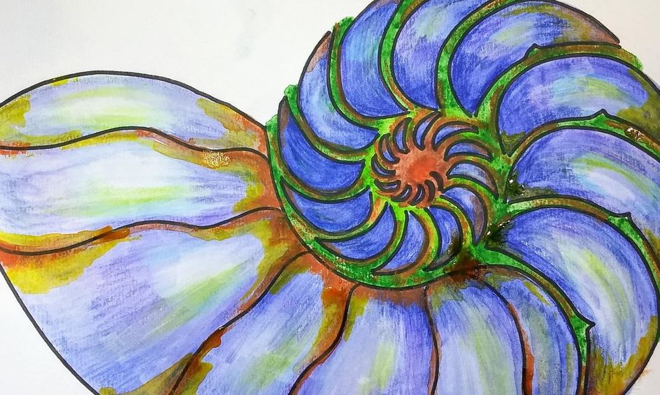 Nautilus Shells The Blueprint Of The Universe Small Online Class For Ages 8 13 Outschool