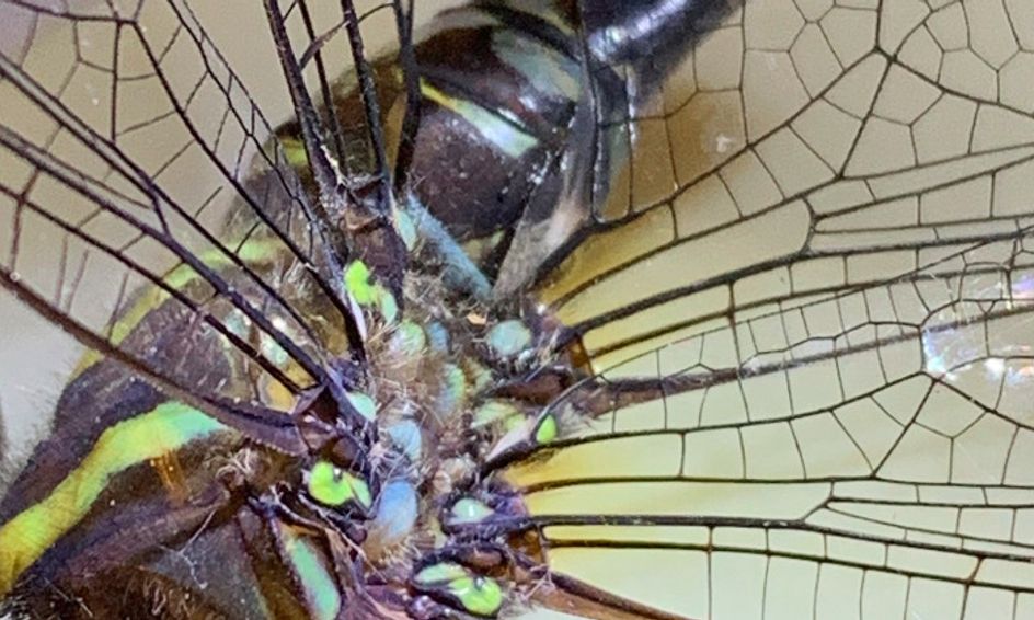 Looking Through The Microscope Game Small Online Class For Ages 9 14 Outschool