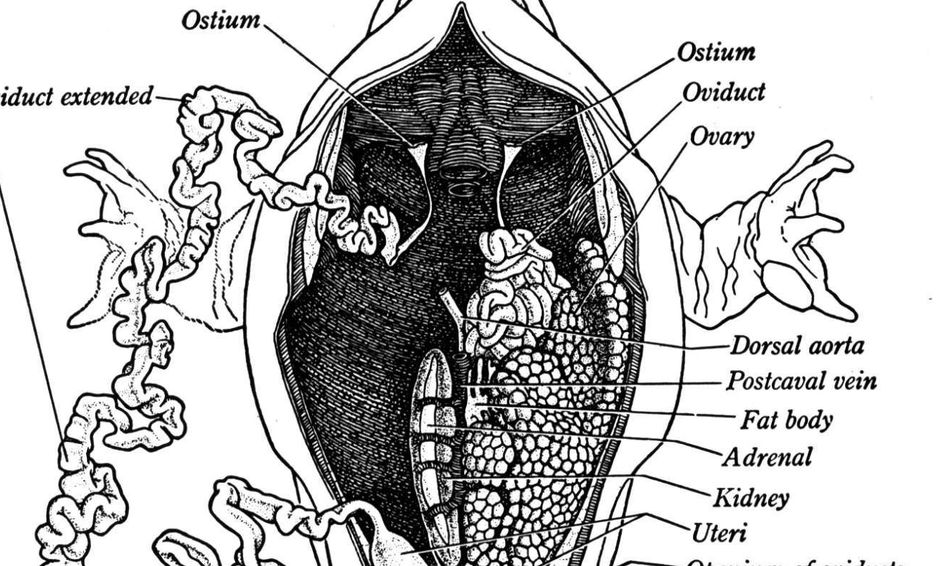 Frog Dissection P3 Interior Anatomy Middle To High School Small Online Class For Ages 8 12 Outschool