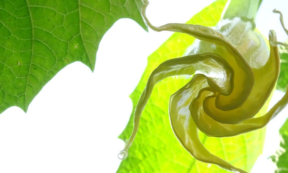 Nature Journaling Poetry Small Online Class For Ages 8 12