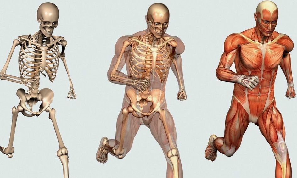 anatomy class drawing