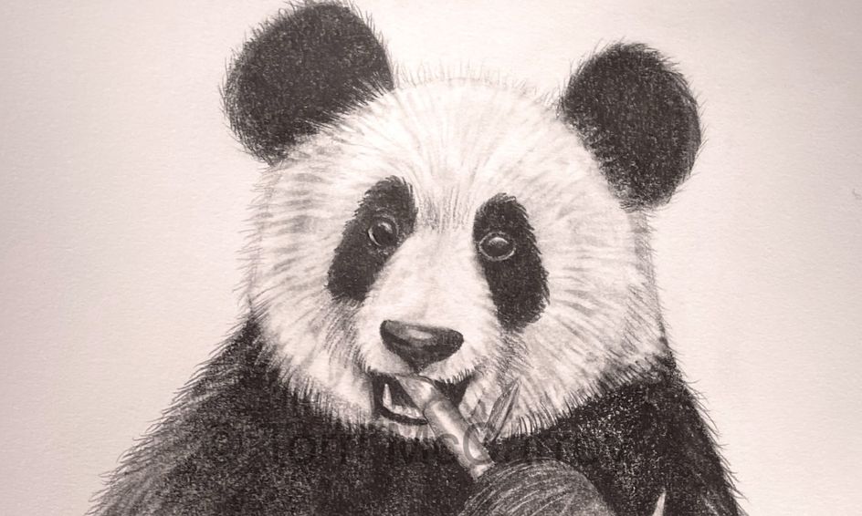 Animal Art Realistic Panda Bear And Bamboo Sketch Small Online Class For Ages 10 15 Outschool
