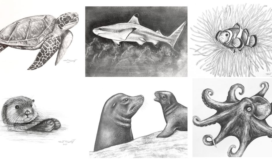 Realistic Sea Animal Sketching | Small Online Class for Ages 10-15