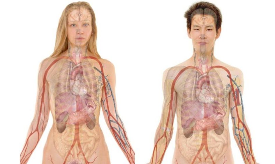 Gross Anatomy Physiology Labs Included Small Online Class