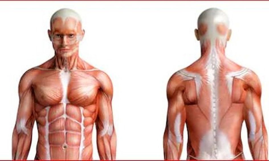 Human Anatomy What Happens When We Exercise Small Online