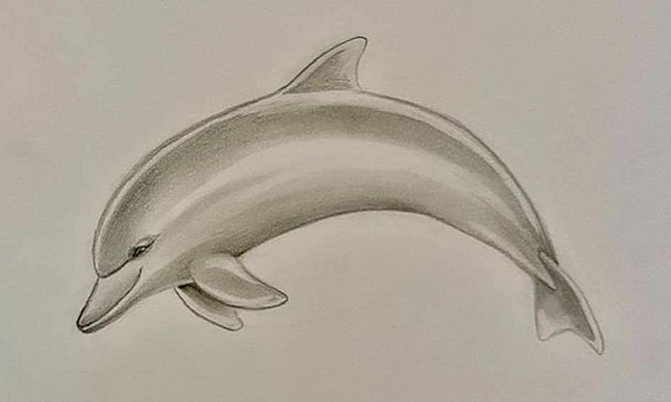 Draw a Realistic Dolphin! Small Online Class for Ages 1014 Outschool