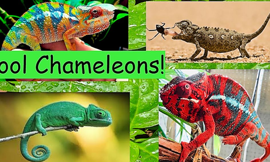 Cool Chameleons! | Small Online Class for Ages 7-11