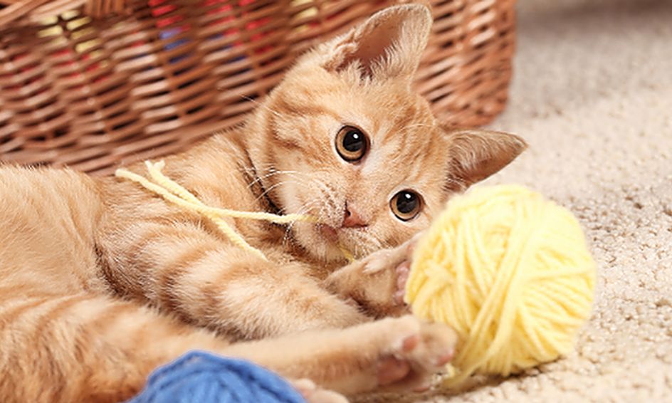homemade cat toys for shelters