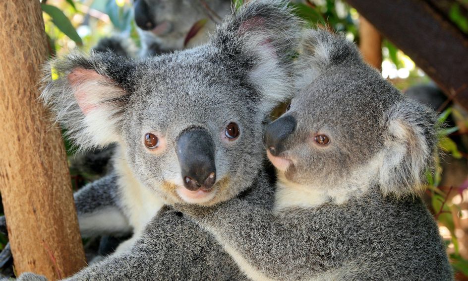 Koala Rescue Koalas And Bushfire Survival In Australia 5 7 Year Olds Small Online Class For Ages 5 7 Outschool