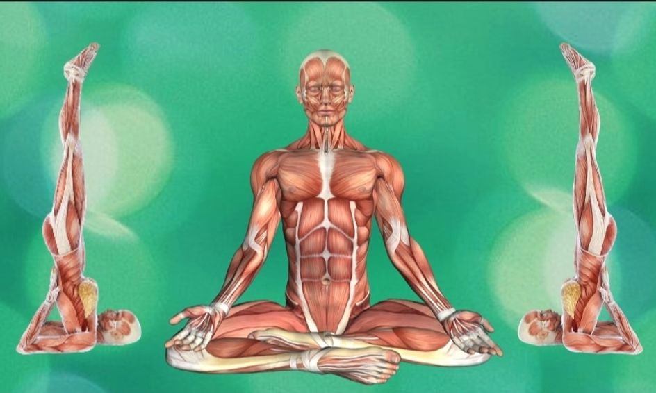 Interactive Anatomy Muscles Bones And Yoga Small Online Class For Ages 10 12 Outschool