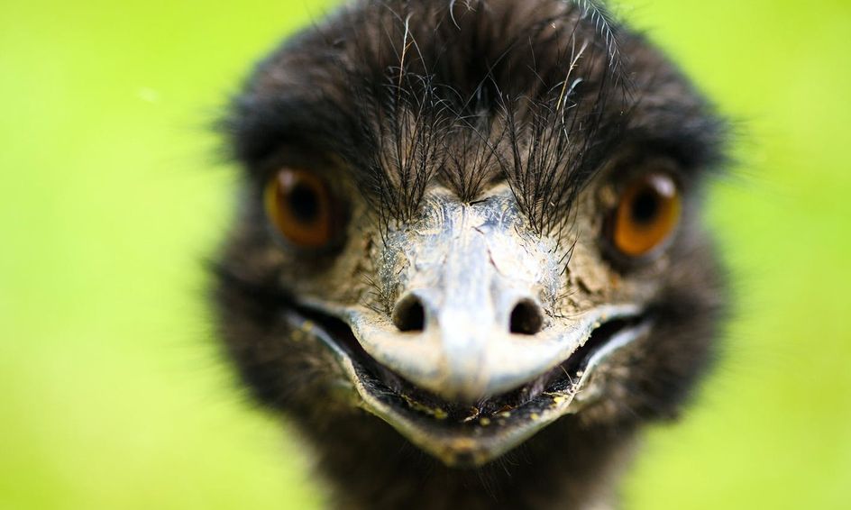 Crazy History Writing Part 1 The Emu Wars Small Online Class