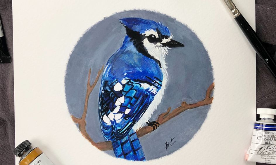 The Bluejay Watercolor Illustration Ages 9 13 Small Online Class For Ages 9 13 Outschool