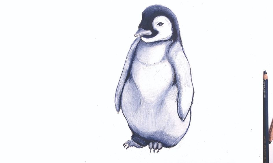 Let S Learn How To Draw Animals Penguin Small Online Class For Ages 9 12 Outschool