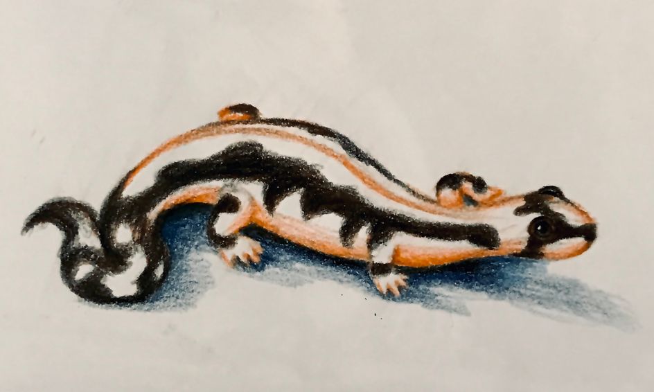 Drawing Learn How to Draw an Amphibian Newt (Lorestan) Small