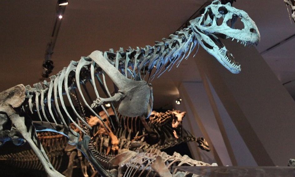 dinosaur bones on display
