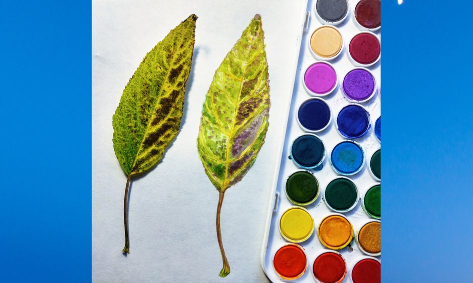 Art With Science 1 4 Flex Weeks Of Art And Observing Nature 3 5 Small Online Class For Ages 8 11 Outschool Here presented 63+ nature drawing for kids images for free to download, print or share. outschool