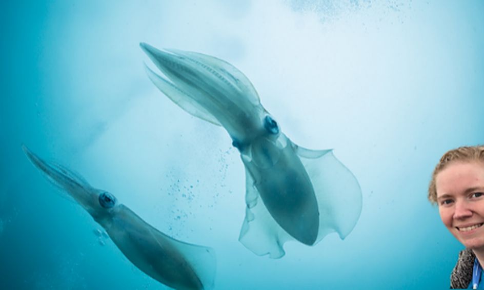 Learning About Squid From Around the World Part 1 - Marine Biology