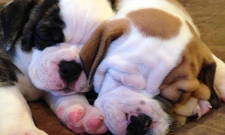 Learn Show Tell Olde English Bulldogges Small Online Class