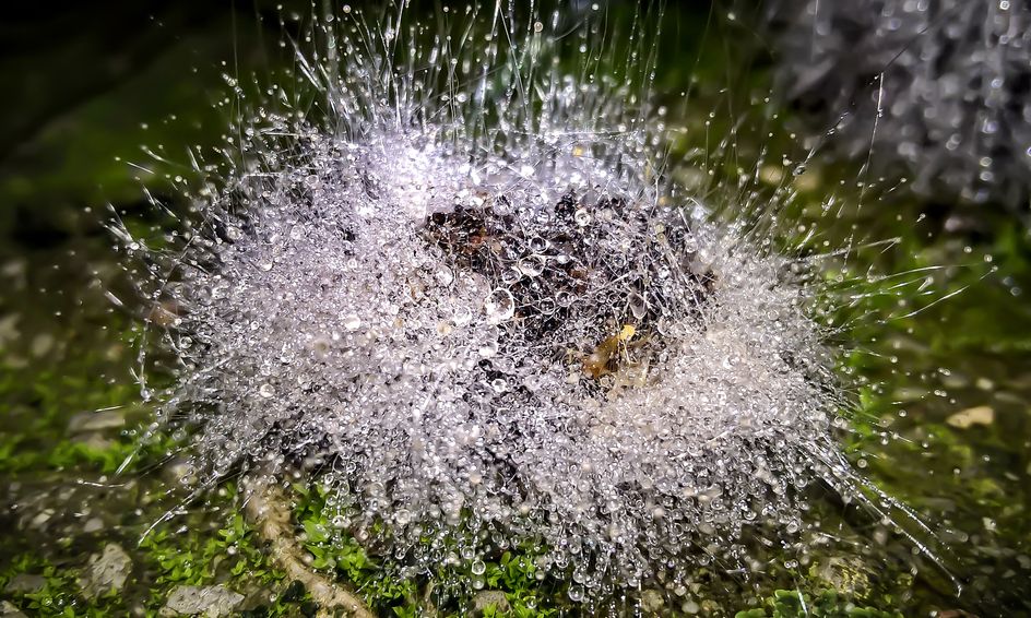 Outbreak Fungus Among Us Small Online Class For Ages 10 15 Outschool