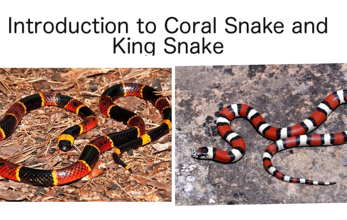 Introduction to Identifying Coral Snake Vs. King Snake | Small Online Class for Ages 5-9