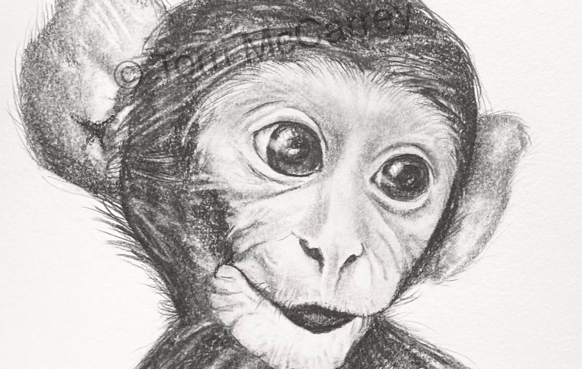 Animal Art Baby Monkey Sketch Small Online Class For Ages 10 15