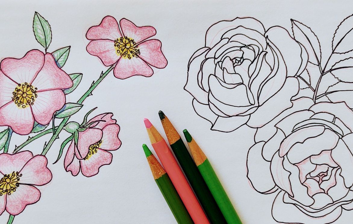 You CAN Draw Beautiful Flowers (Rose Edition) | Small Online ...