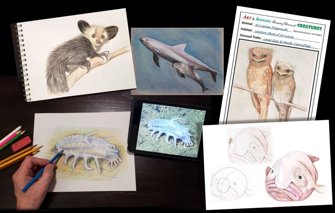 Drawing the World's Strangest Animals: Weird and Wacky Zoology and Art |  Small Online Class for Ages 8-13