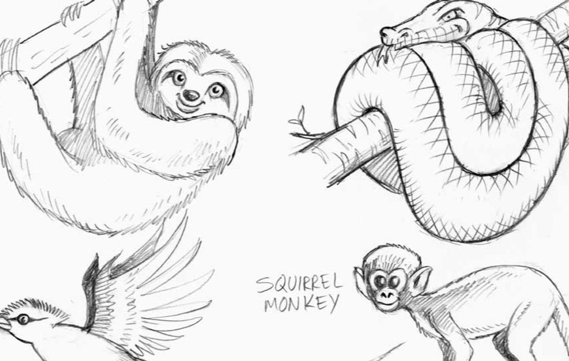 Let's Draw Rainforest Creatures/ Animals - Drawing and Sketching Club Ages  8-11 | Small Online Class for Ages 8-11