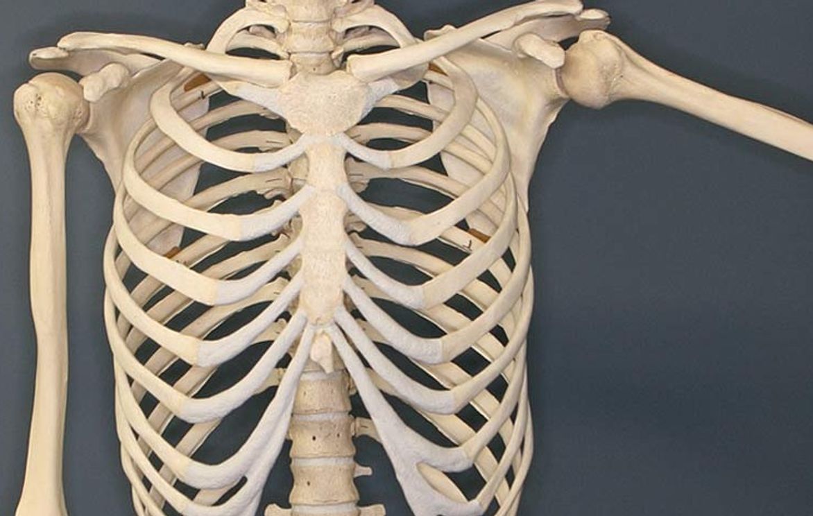 Human Anatomy: Skeletal System (Flex Lessons) | Small Online Class for Ages  13-18