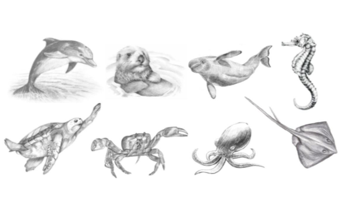 Pencil Sketching - Realistic Ocean Animals: Dolphin, Otter, Seahorse,  Octopus | Small Online Class for Ages 8-13