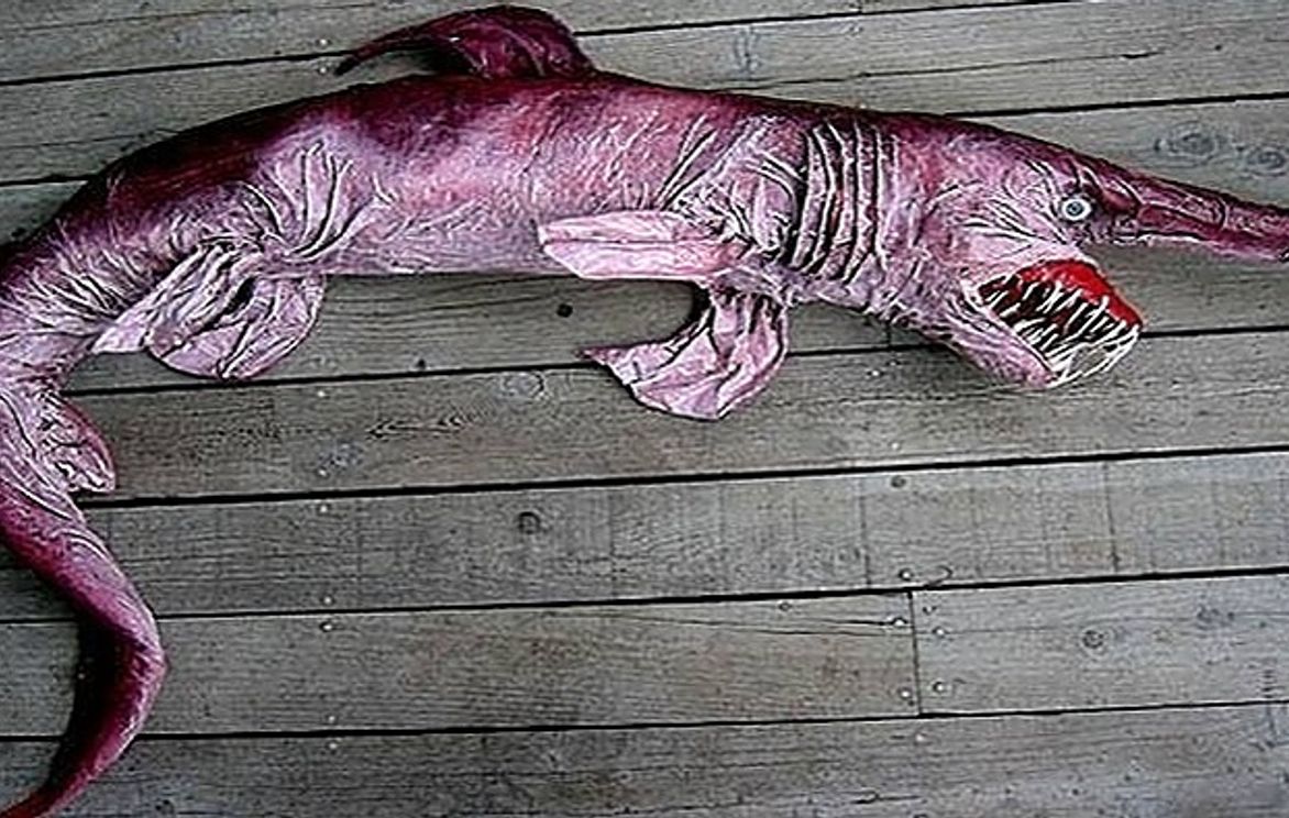 All About the Goblin Shark. A Very Rare & Creepy Deep Sea Shark