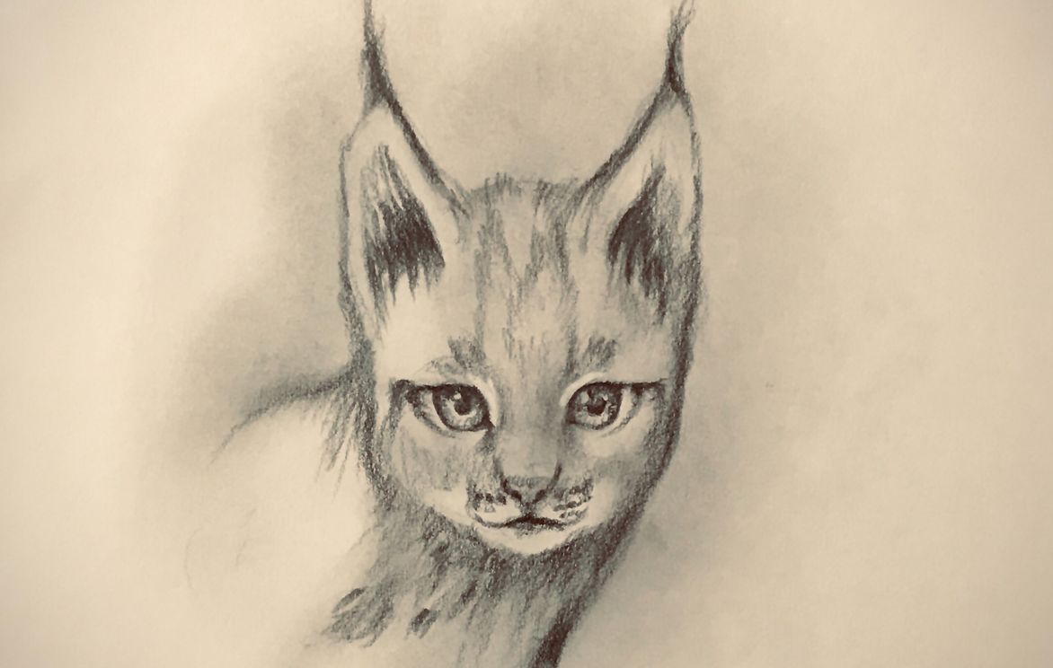Sketching: Learn How to Sketch a Baby Wild Animal - Lynx (Eurasian) | Small  Online Class for Ages 8-13