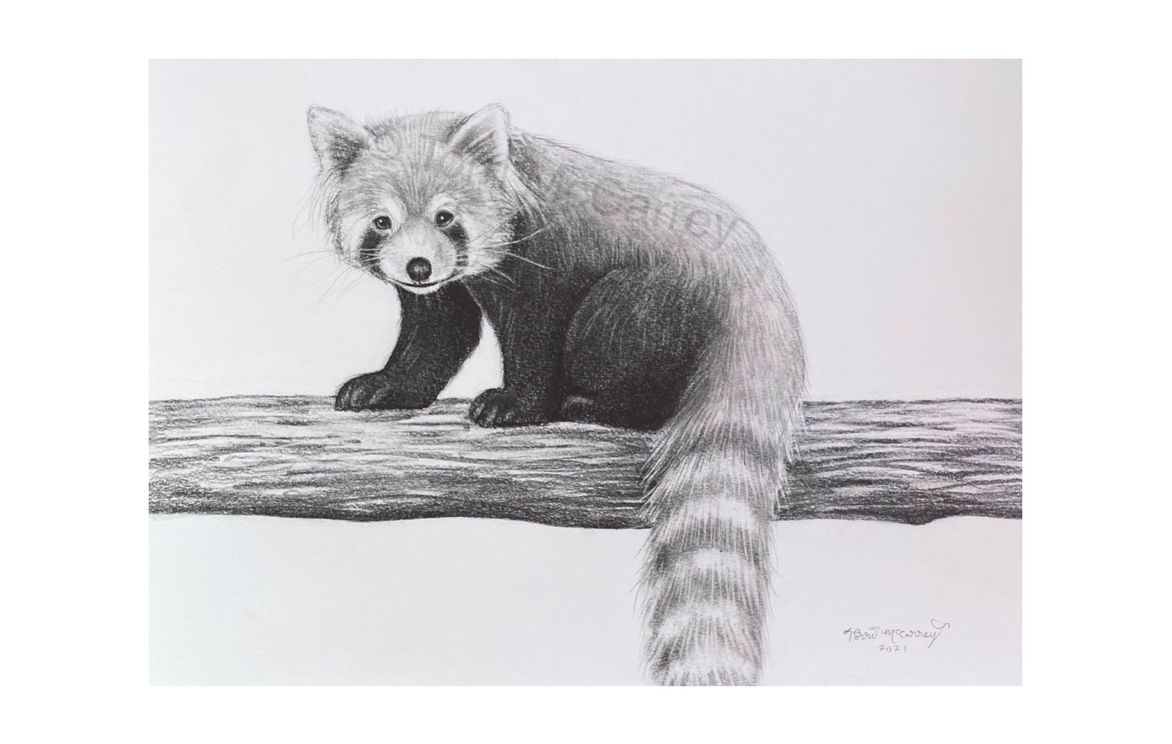 Animal Art Realistic Red Panda Drawing Small Online Class For Ages 10 15