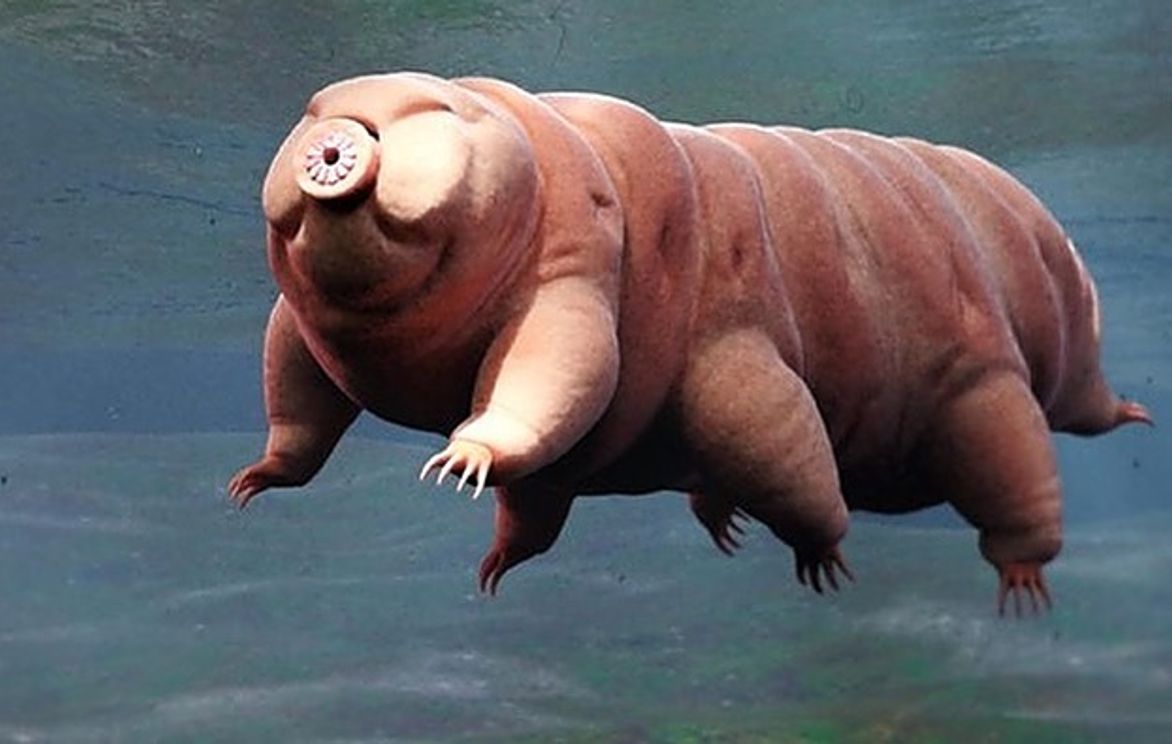Cool and Unusual Wild Animals | Small Online Class for Ages 6-10