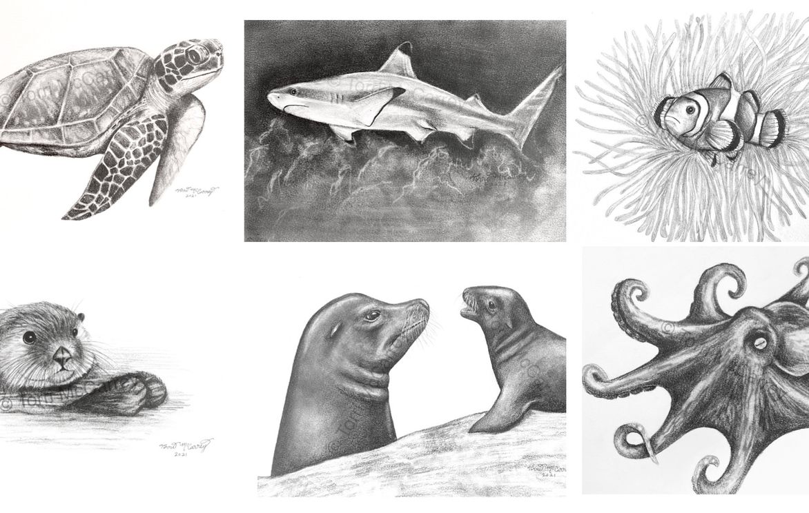 Realistic Sea Animal Sketching | Small Online Class for Ages 10-15