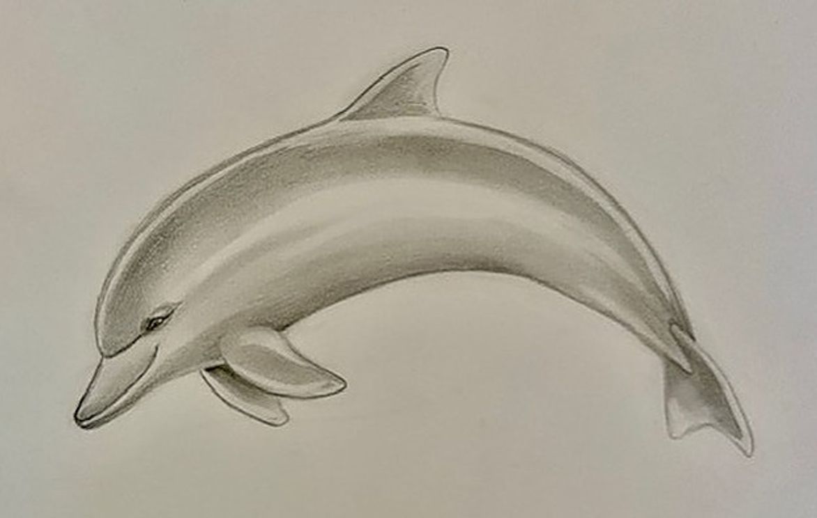 Draw A Realistic Dolphin! | Small Online Class For Ages 10-14