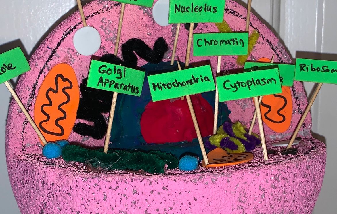 Cellfie 101, Make Your Own Animal Cell! | Small Online Class for Ages 10-15