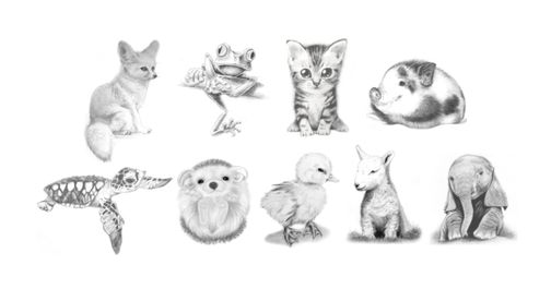 Pencil Sketching - Spring & Easter Baby Animals: Kitten, Fox, Piglet,  Duckling | Small Online Class for Ages 8-13