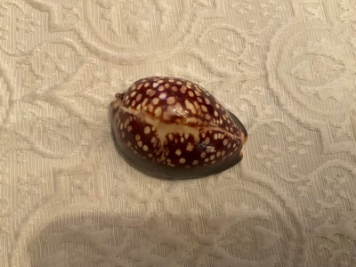  The Shell has white spots on the back. 